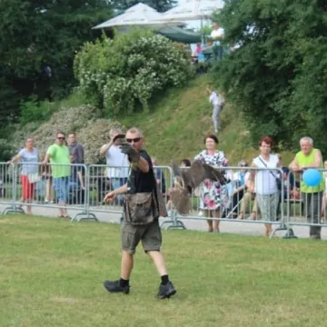 Dni Radomska 2018: Pokazy sokolnika