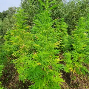 Policjanci zlikwidowali plantację konopi