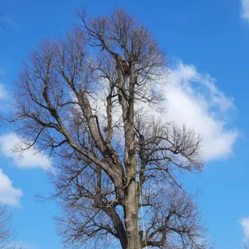 Pielęgnacja zabytkowej lipy