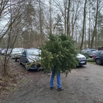 Wielkie „Choinkobranie” w Radomsku