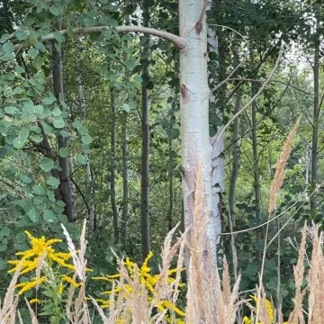 Spacer w obronie drzew na Gliniankach w Radomsku