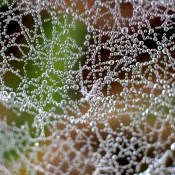 Macro fotografia z Foto Pozytywem