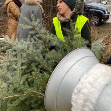 Wybierz wymarzoną choinkę z Nadleśnictwem Radomsko