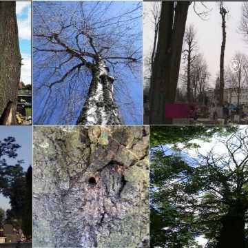 Na radomszczańskich cmentarzach w ostatnich latach zostało zniszczonych 55 drzew. Alarmuje Ernest Rudnicki