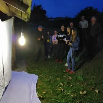 Wabili owady do światła