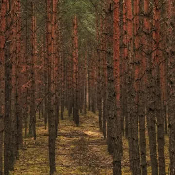 Leśne krajobrazy na plenerze fundacji „Foto POZYTYW”