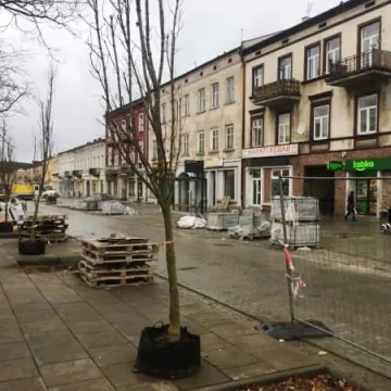 Na Reymonta pojawiły się drzewa