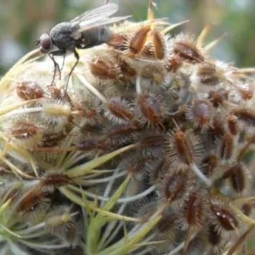 Macro fotografia z Foto Pozytywem