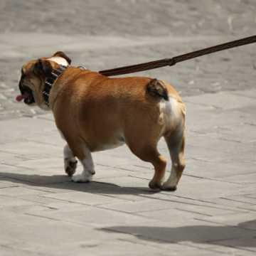Uwaga! Ktoś truje spacerujące psy!