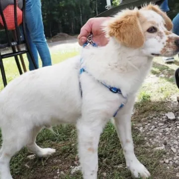 Zaczipowano psy i koty w Radomsku