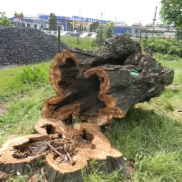 I po najstarszej i najgrubszej topoli w Polsce