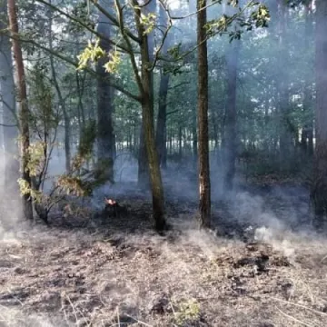 Dąbrowa – pożar poszycia leśnego