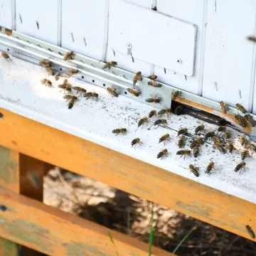 Piotrków Tryb.: rekordowy rok miejskiej pasieki