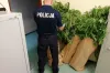 Policjanci odkryli plantację konopi 