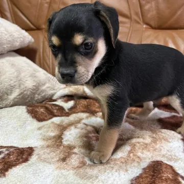 [AKTUALIZACJA] Te pieski czekają na kochające domy