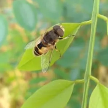 Macro fotografia z Foto Pozytywem