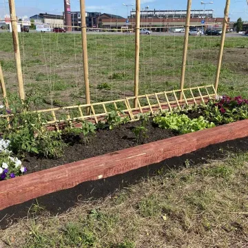 Ogródek warzywny przy Interku w Radomsku