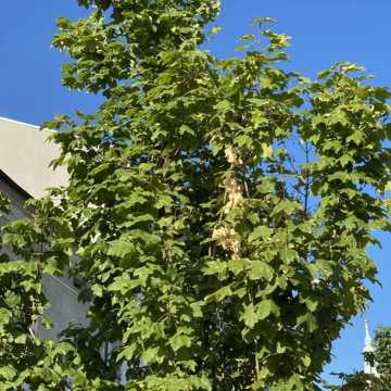 Oparzenie słoneczne drzew na ul. Reymonta w Radomsku