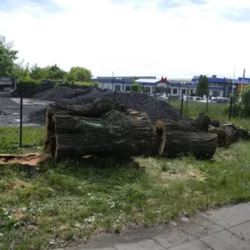 I po najstarszej i najgrubszej topoli w Polsce