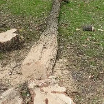 Dlaczego wycinane są drzewa w Miasteczku Ruchu Drogowego w Radomsku?