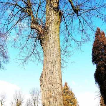 Łagodna zima uaktywniła rzadkie szkodniki drzew