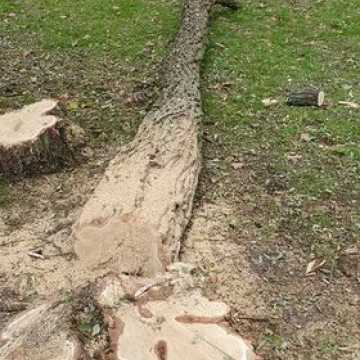 Dlaczego wycinane są drzewa w Miasteczku Ruchu Drogowego w Radomsku?