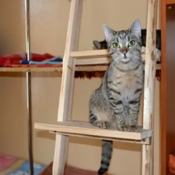 Kocia Arka przeniosła się na ul. Wyszyńskiego