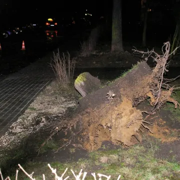 Wichura szaleje. W Radomsku powala drzewa