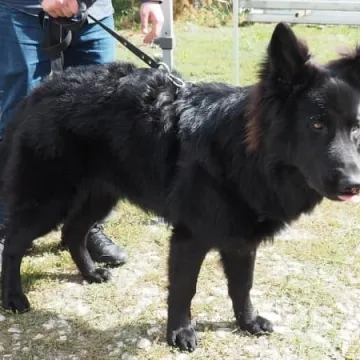 Zaczipowano psy i koty w Radomsku