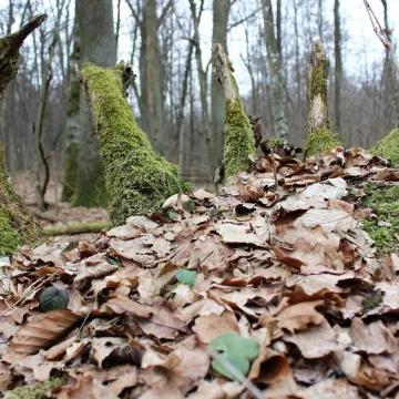 Leśne krajobrazy na plenerze fundacji „Foto POZYTYW”