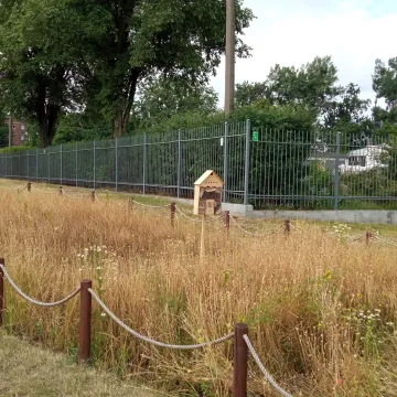 Betonoza kontra łąki kwietne