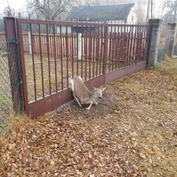 Sarna utknęła w ogrodzeniu. Na pomoc wezwano strażaków z Silnicy