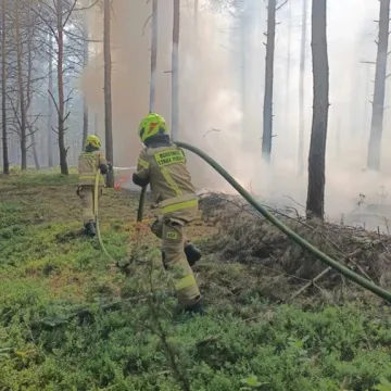 Pożar lasu w Gertrudowie. Sześć zastępów straży pożarnej gasiło pożar
