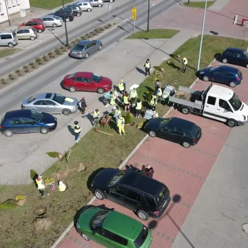 W Radomsku posadzono ponad 300 bratków w żółtym i niebieskim kolorze