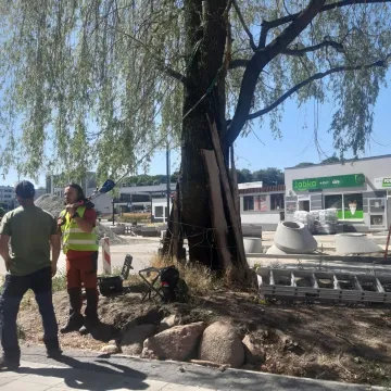 Sprawdzają odporność topoli oraz wierzby z ul. Żeromskiego w Radomsku