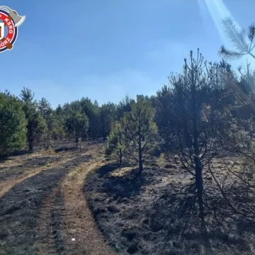 51 strażaków gasiło pożar lasu w miejscowości Borowa