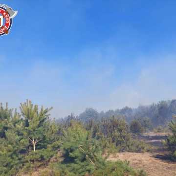 51 strażaków gasiło pożar lasu w miejscowości Borowa