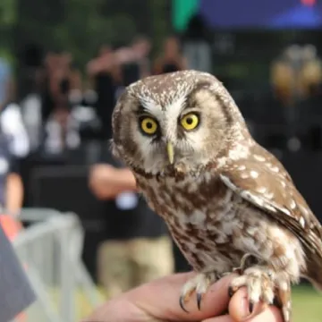 Dni Radomska 2018: Pokazy sokolnika