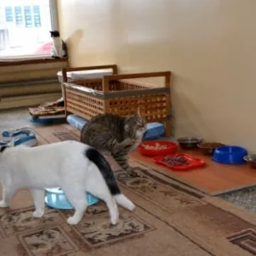 Kocia Arka przeniosła się na ul. Wyszyńskiego