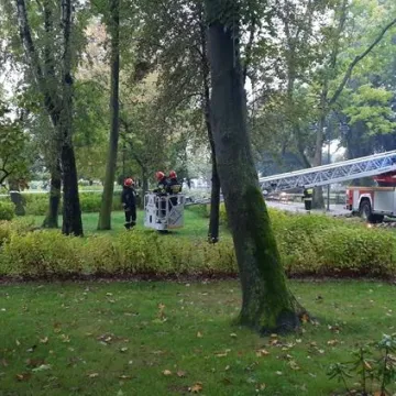 Brzoza w Parku Świętojańskim nie będzie już stwarzać zagrożenia