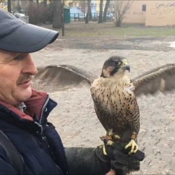 Wraca temat gniazd ptaków w parku Świętojańskim w Radomsku