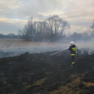 Duży pożar suchych traw w Pławnie