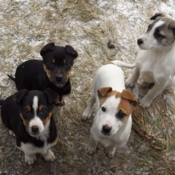 Nie kupuj - adoptuj psa