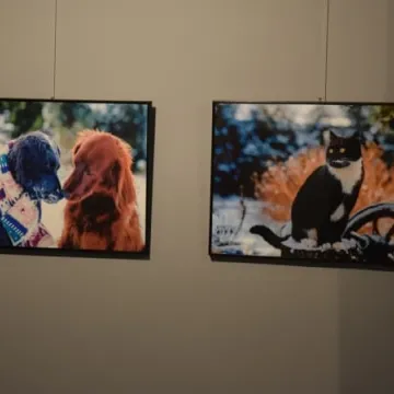 Cztery łapy w obiektywie 