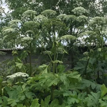 Groźny barszcz niedługo zniknie