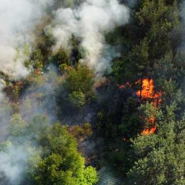 Lasy płoną. W tym roku było już 21 pożarów