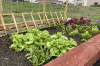 Ogródek warzywny przy Interku w Radomsku