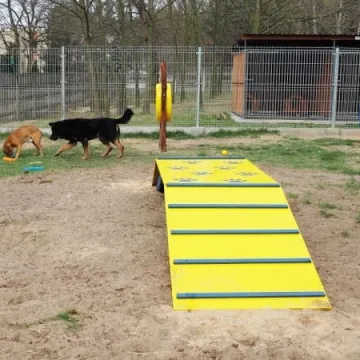 W schronisku dla zwierząt w Radomsku powstał Mini Dog Park