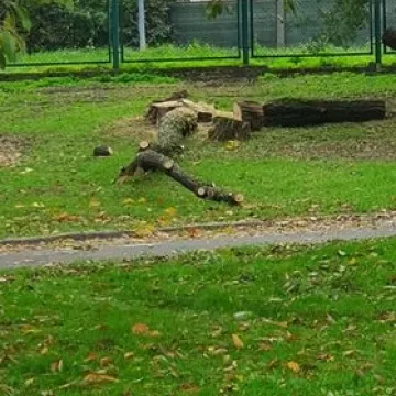 Dlaczego wycinane są drzewa w Miasteczku Ruchu Drogowego w Radomsku?