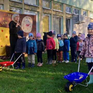 Dzień Pieczonego Ziemniaka w Publicznym Przedszkolu nr 10 w Radomsku